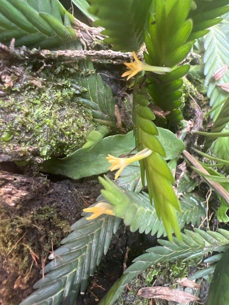 Angraecum podochiloides photo 3