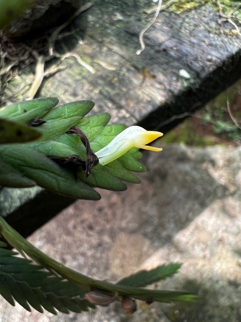 Angraecum podochiloides photo 4