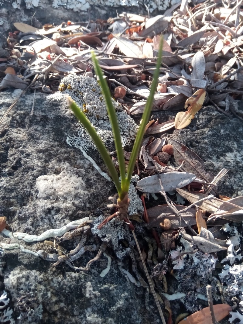 Angraecum popowii
