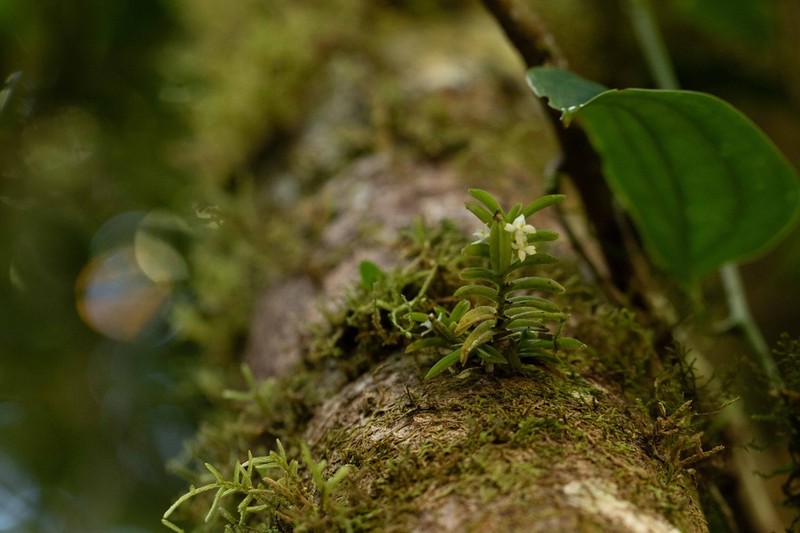 Angraecum pterophyllum