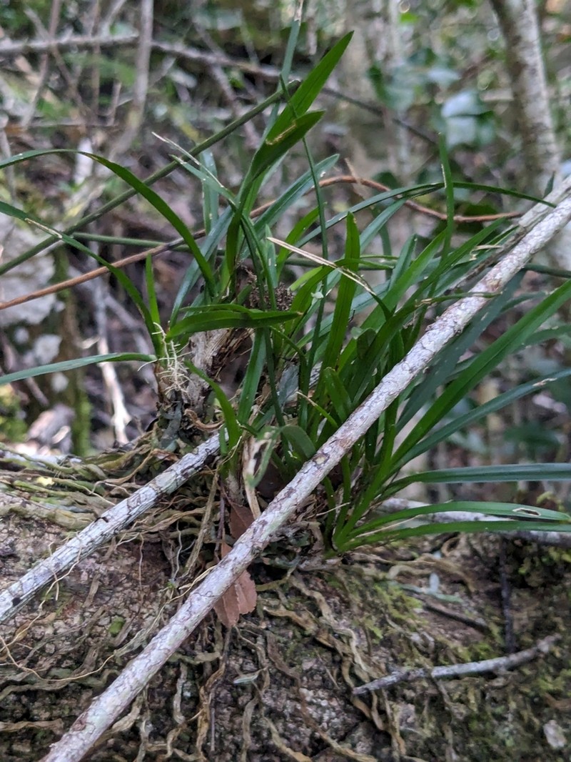 Angraecum pusillum