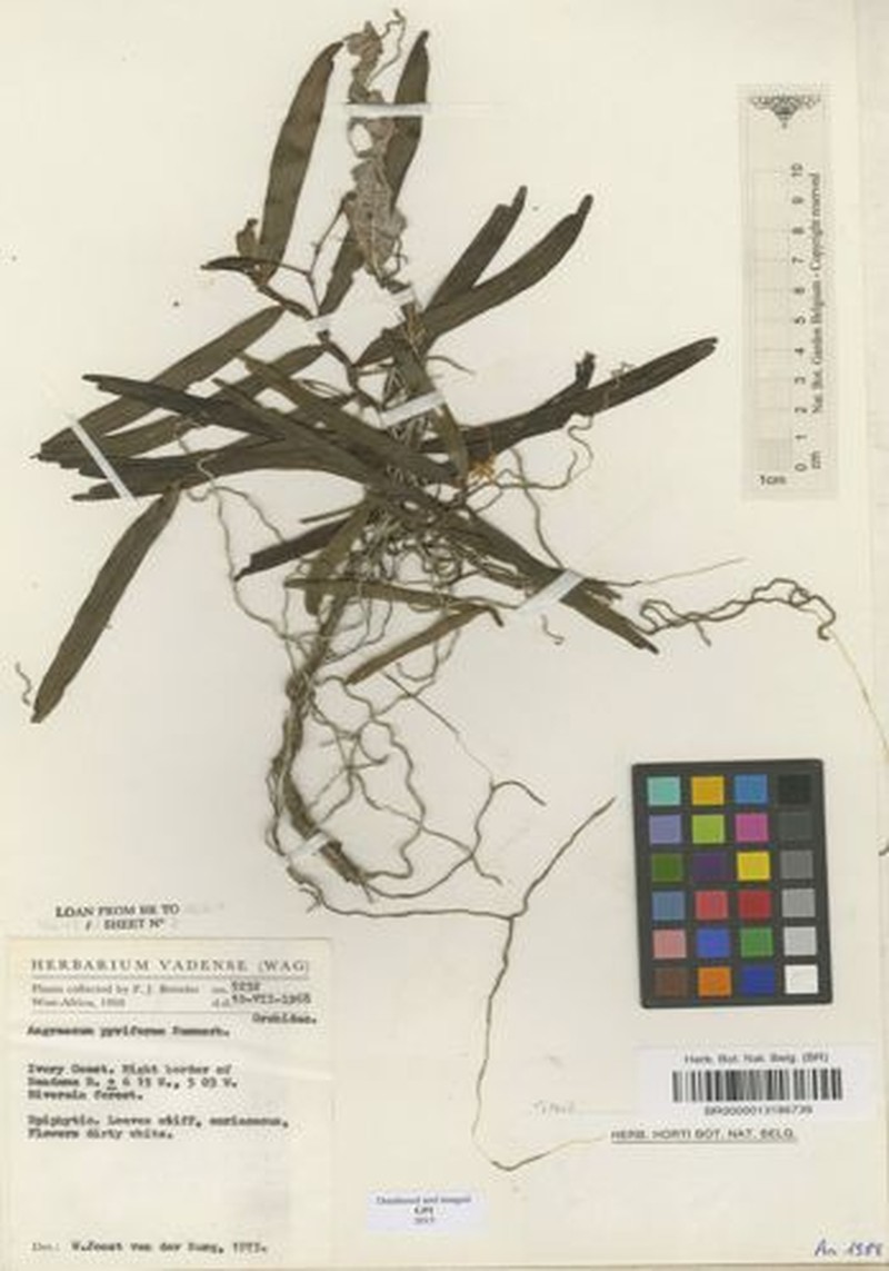 Angraecum pyriforme
