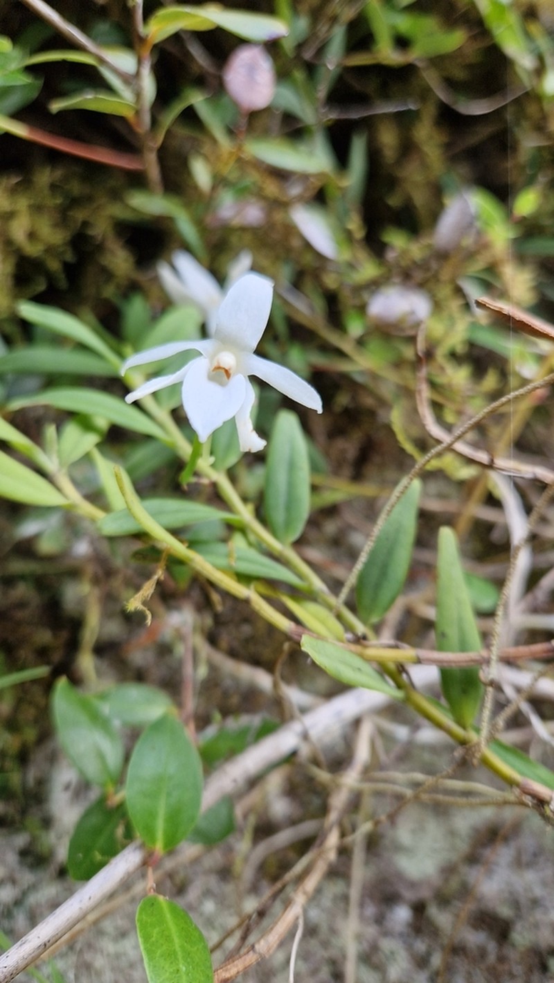 Angraecum ramosum photo 2