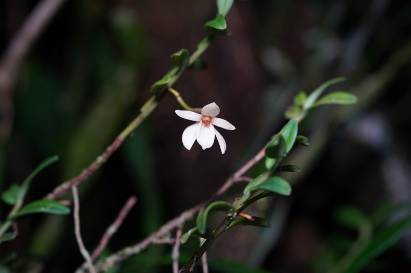 Angraecum ramosum photo 3