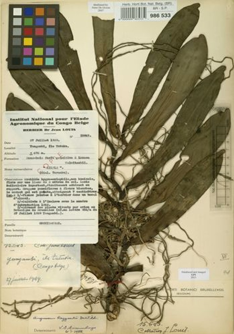 Angraecum reygaertii