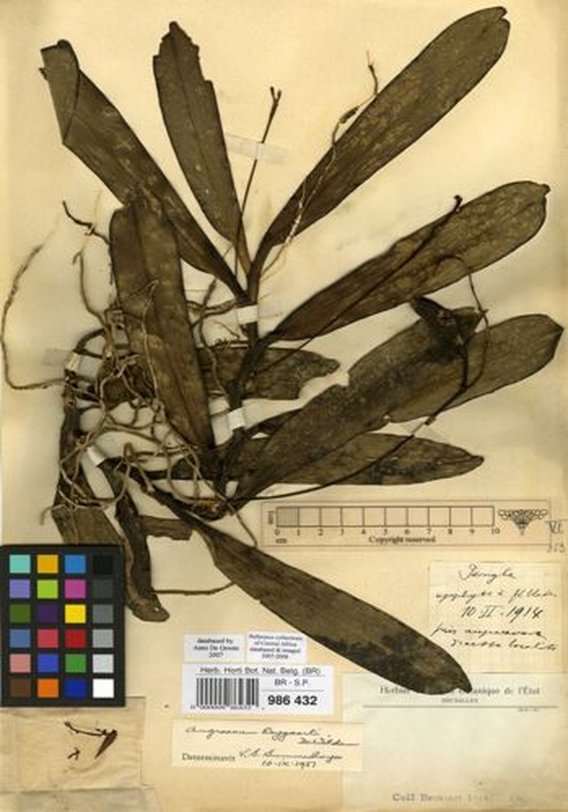 Angraecum reygaertii photo 2