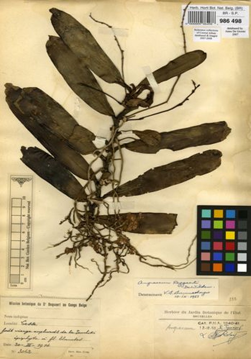 Angraecum reygaertii photo 3