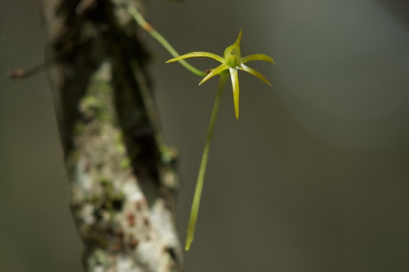 Angraecum rhynchoglossum