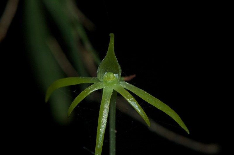 Angraecum rhynchoglossum photo 2