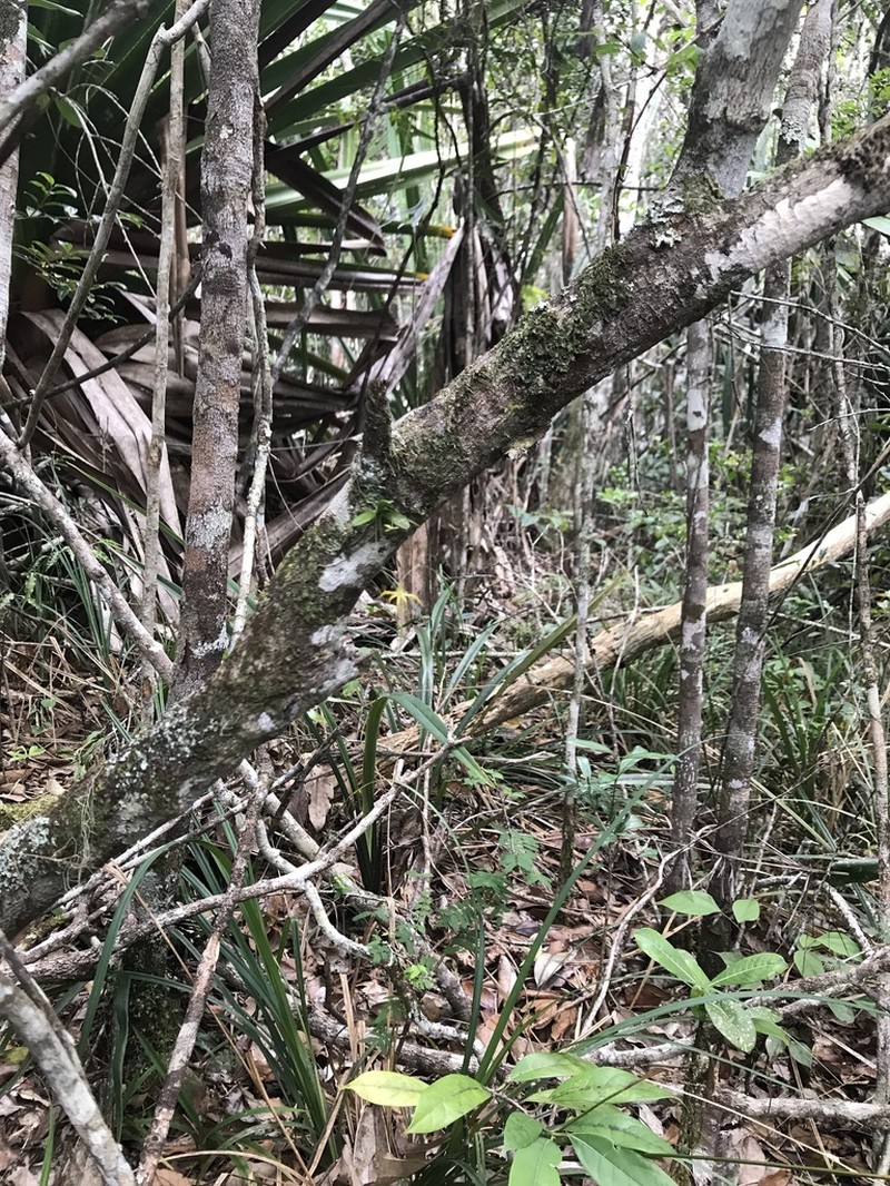Angraecum rhynchoglossum photo 3