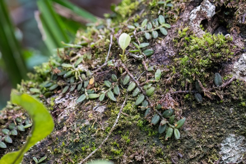 Angraecum rotundifolium