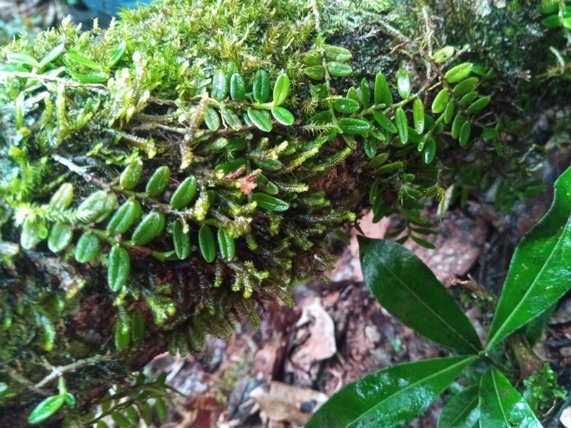 Angraecum rotundifolium photo 2