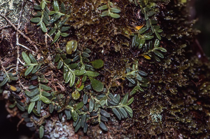 Angraecum rotundifolium photo 3