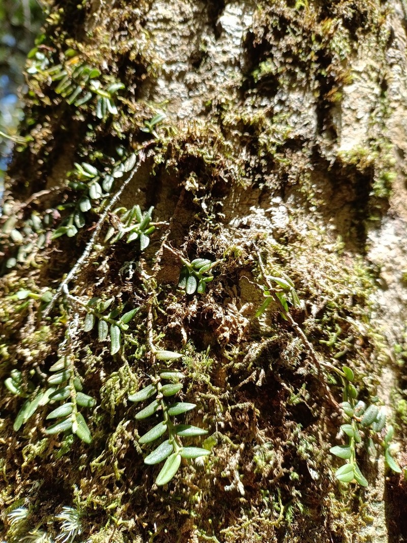 Angraecum rotundifolium photo 4