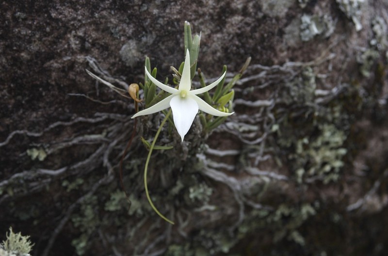 Angraecum rutenbergianum