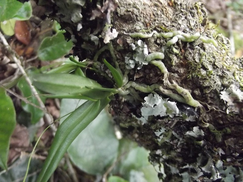 Angraecum sacciferum