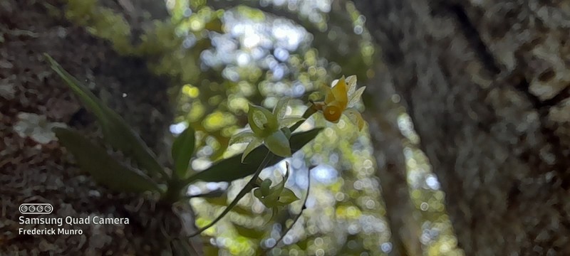 Angraecum sacciferum photo 2