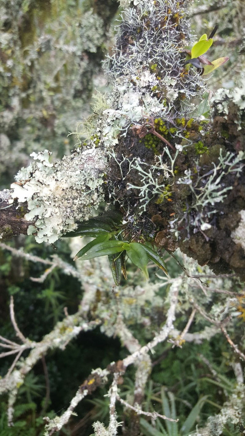 Angraecum sacciferum photo 3
