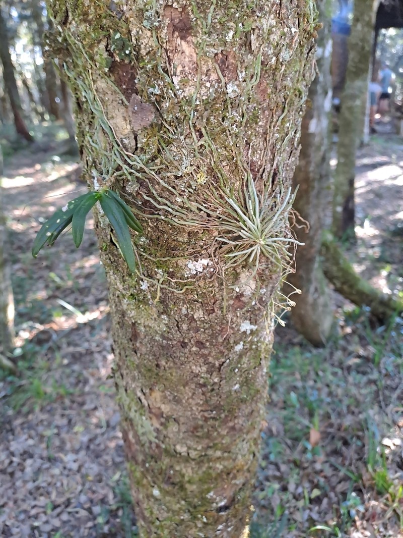 Angraecum sacciferum photo 4