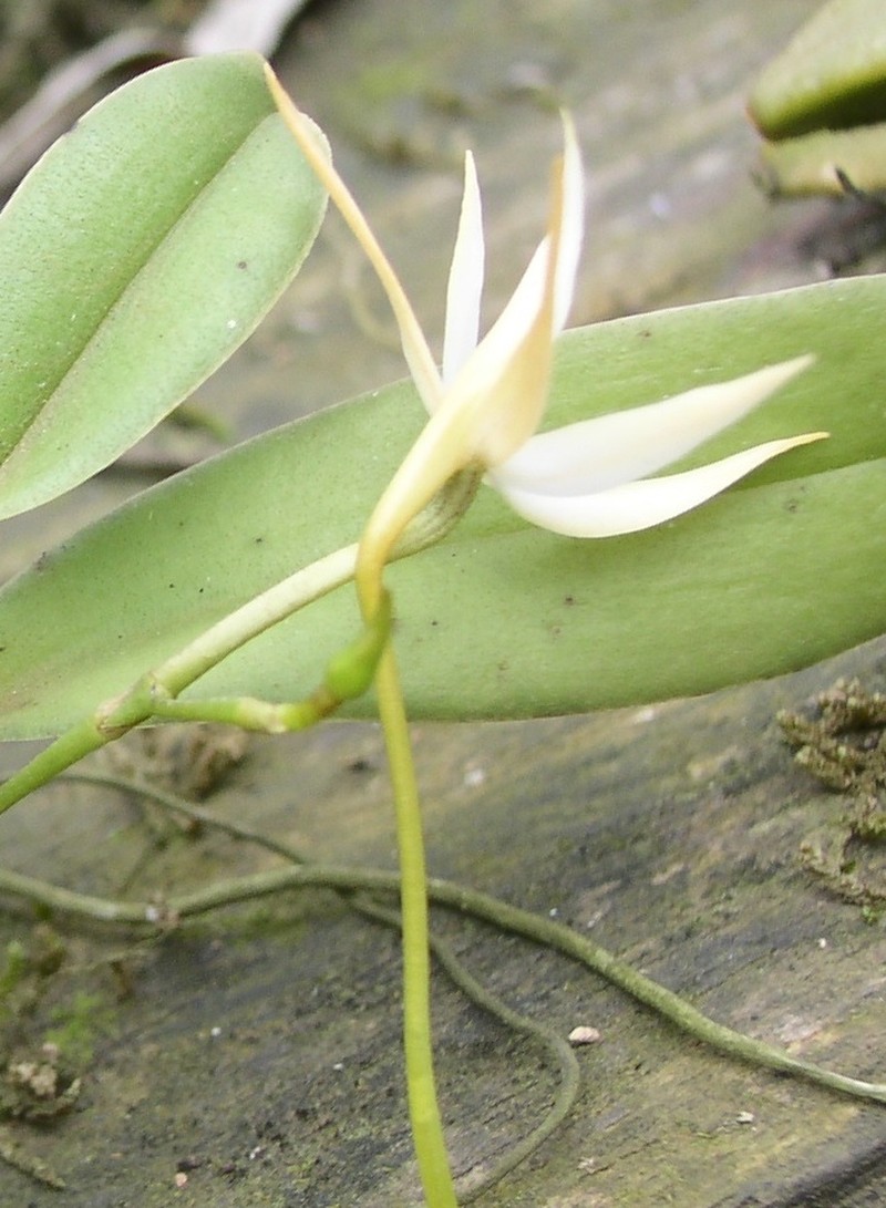 Angraecum sanfordii