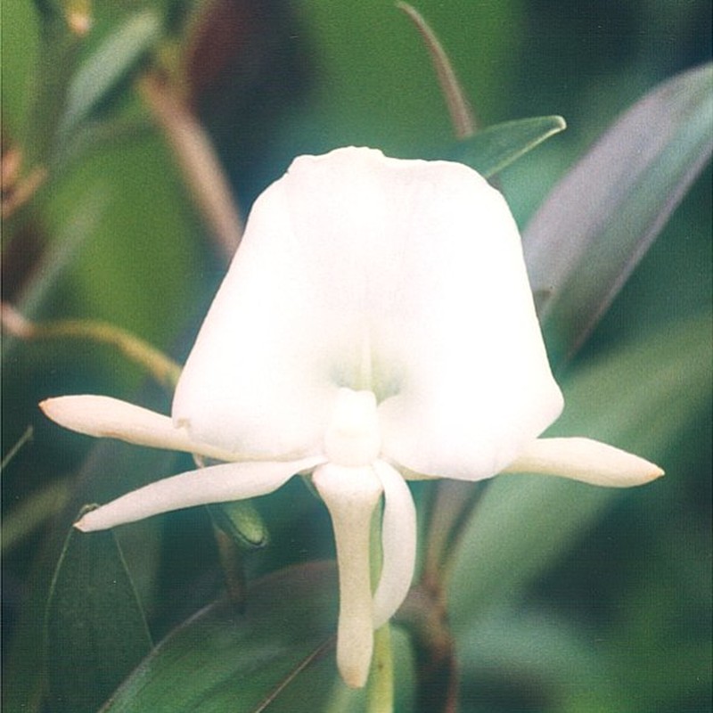 Angraecum scottianum