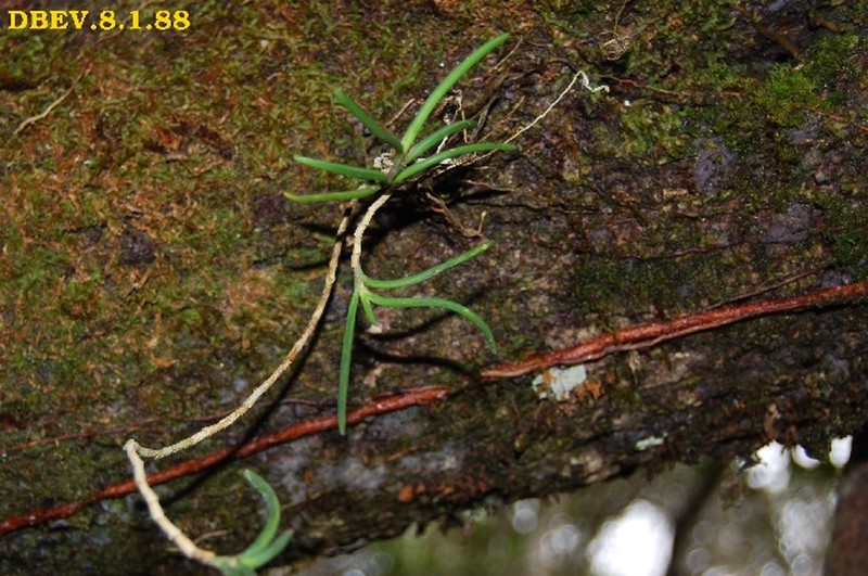 Angraecum scottianum photo 2