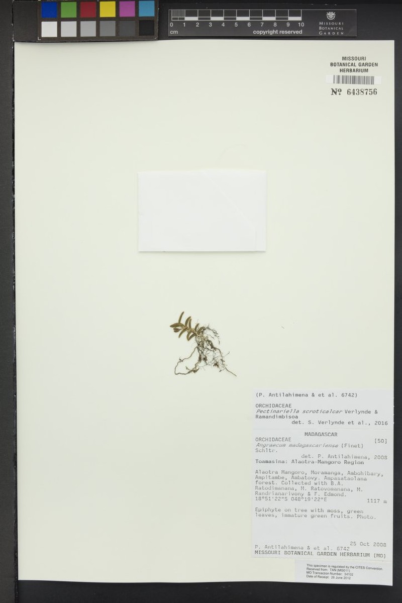 Angraecum scroticalcar