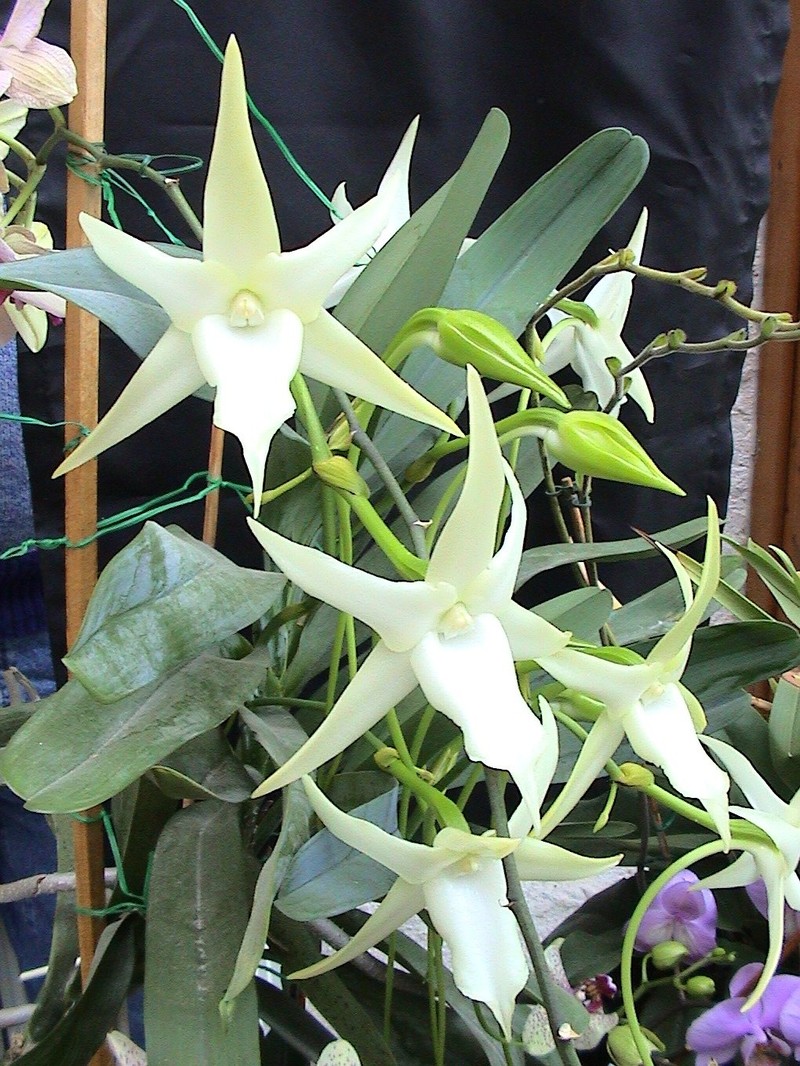 Angraecum sesquipedale photo 2