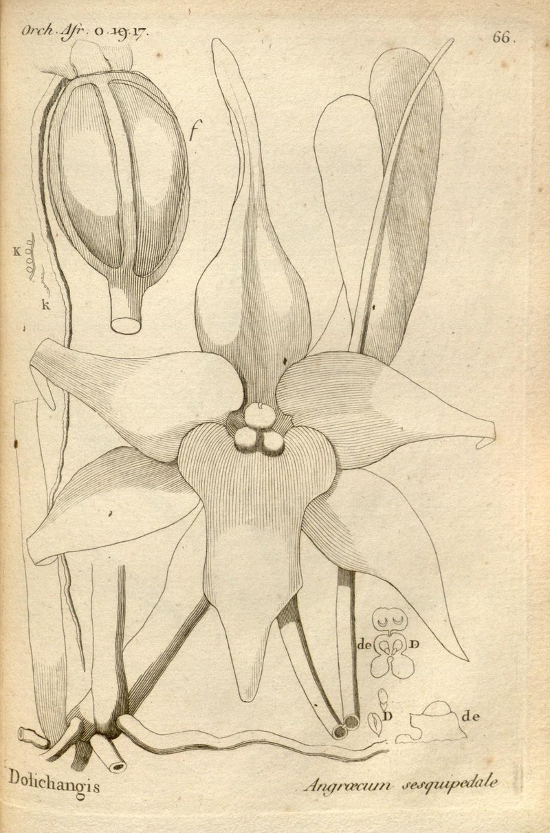 Angraecum sesquipedale photo 3