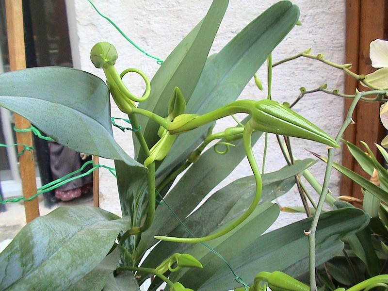 Angraecum sesquipedale photo 4