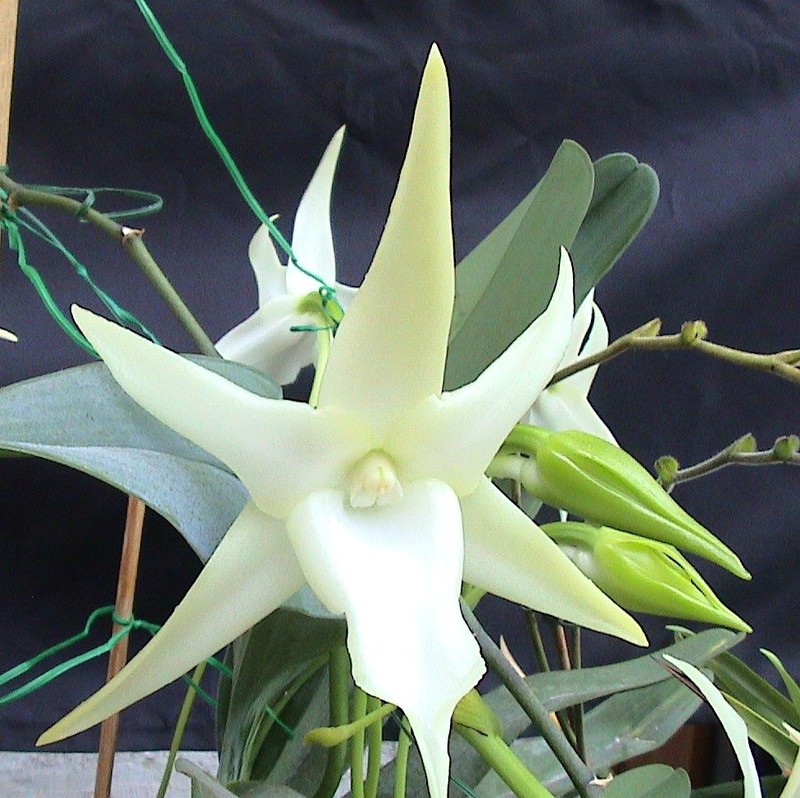 Angraecum sesquipedale photo 5