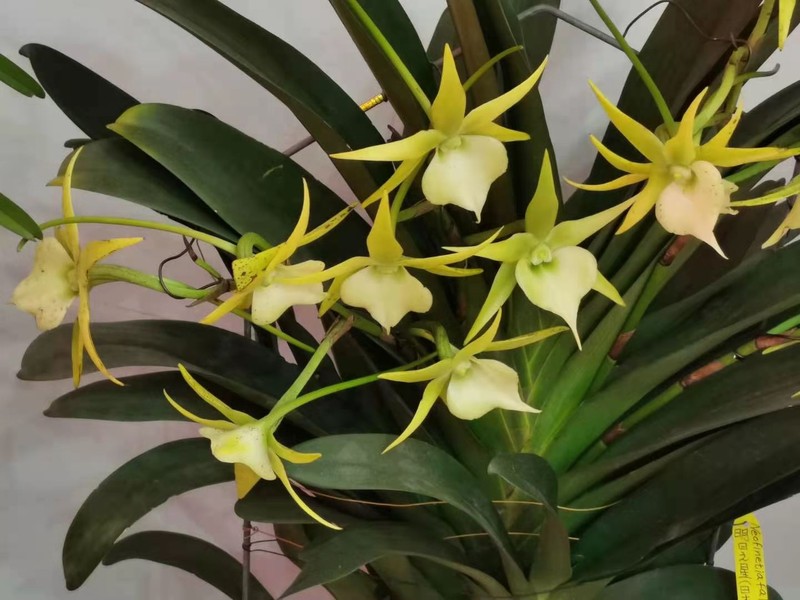 Angraecum sesquipedale photo 6