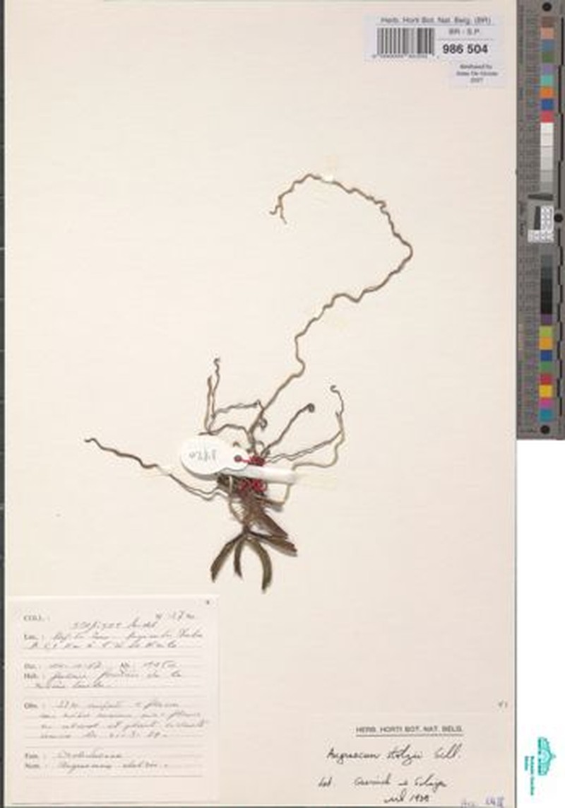 Angraecum stolzii