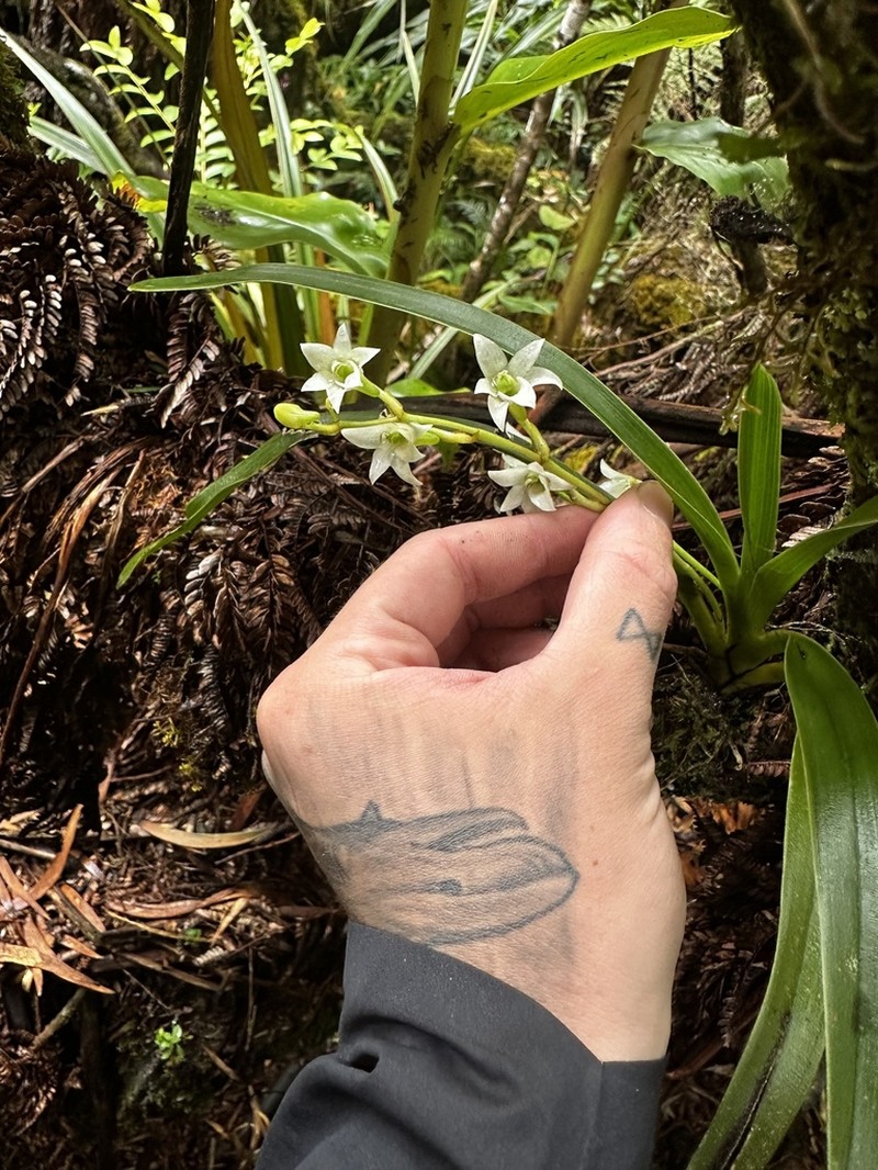 Angraecum striatum