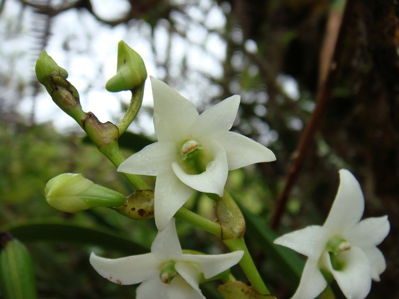 Angraecum striatum photo 2