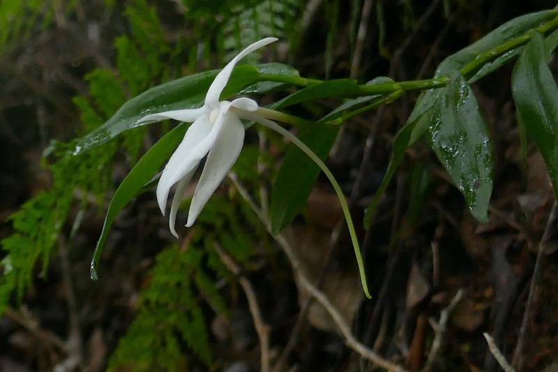 Angraecum tamonii