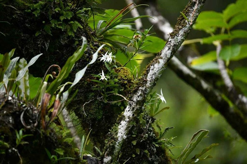 Angraecum tamonii photo 2