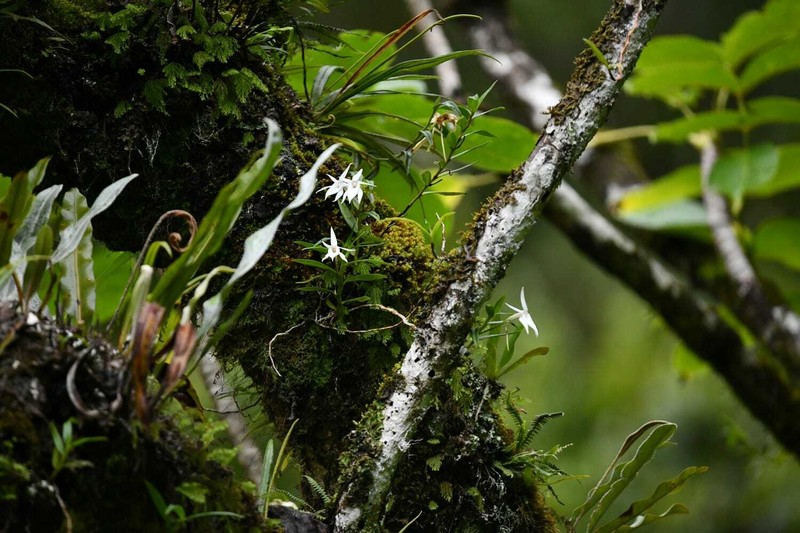 Angraecum tamonii photo 3