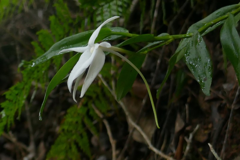 Angraecum tamonii photo 4