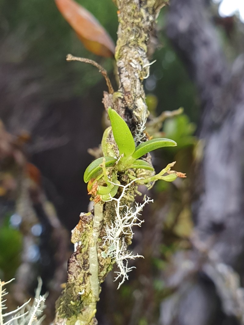 Angraecum tenellum