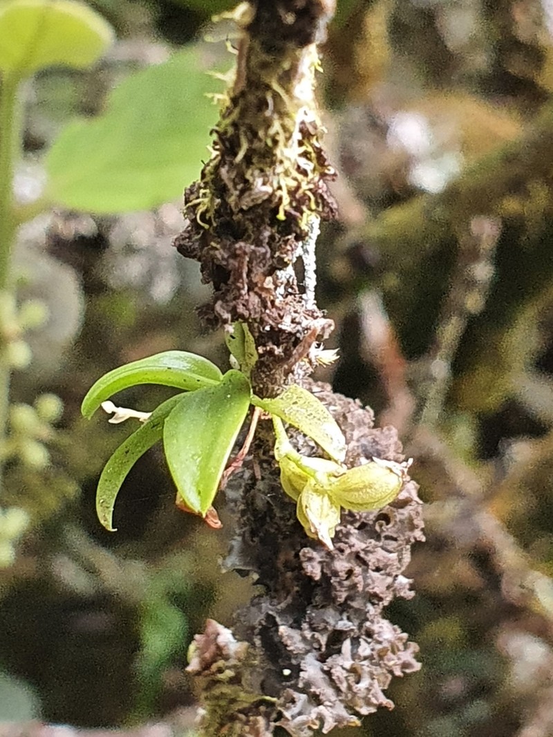 Angraecum tenellum photo 2