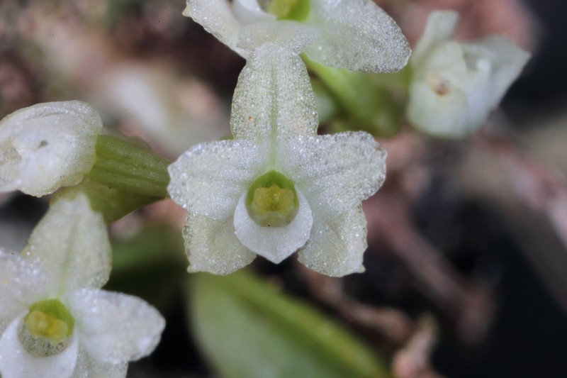 Angraecum tenellum photo 3