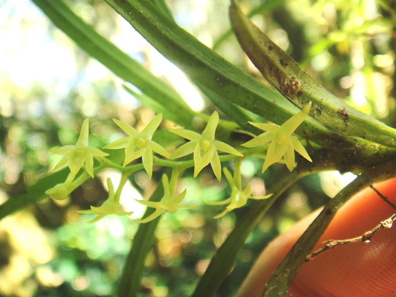 Angraecum tenuifolium