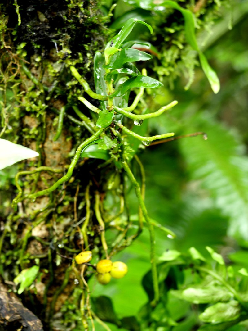 Angraecum undulatum