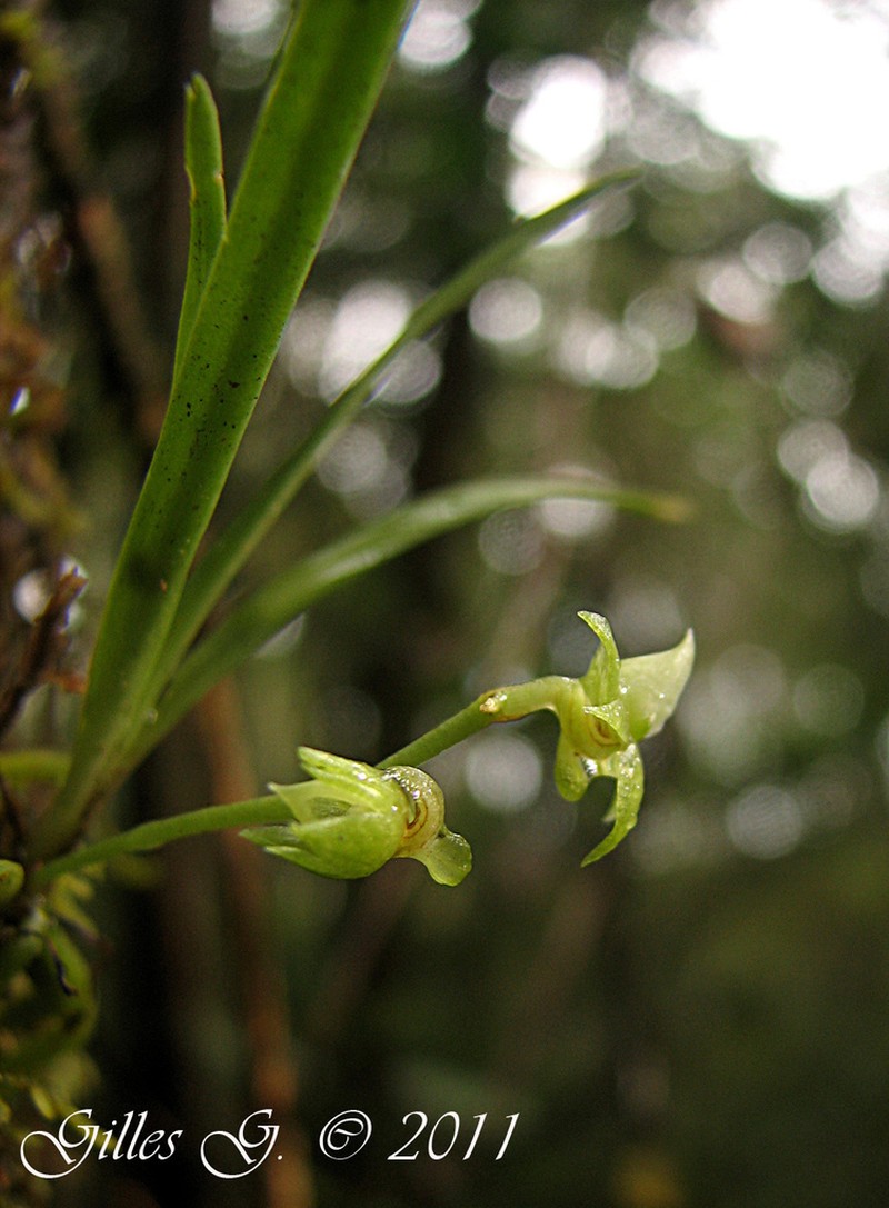 Angraecum vesiculiferum