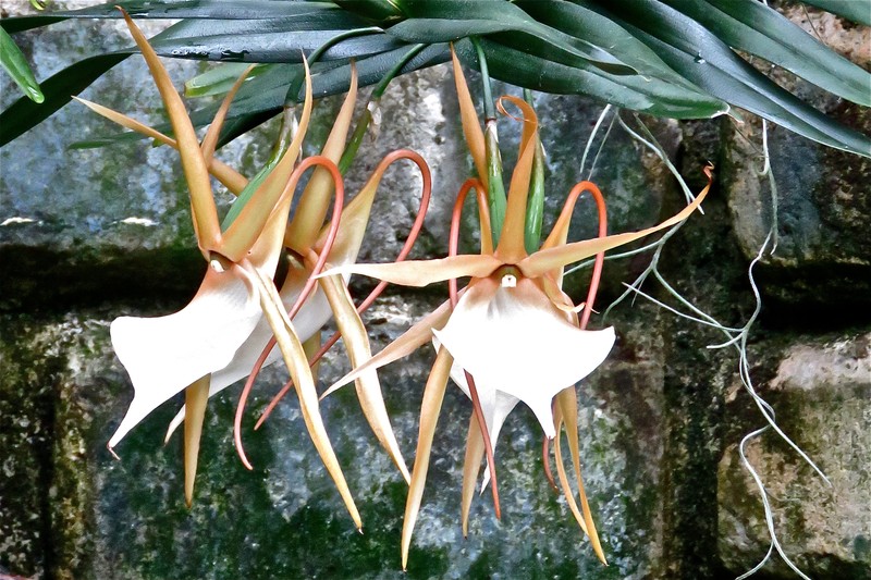 Angraecum viguieri
