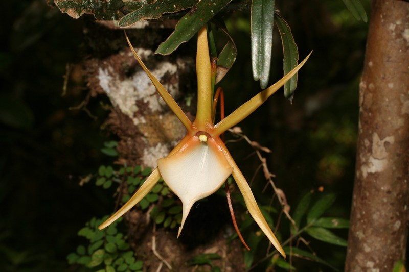 Angraecum viguieri photo 2