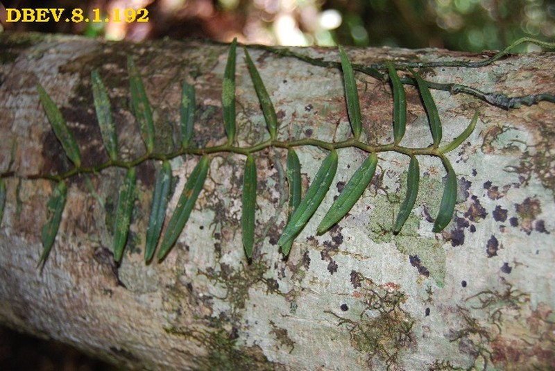 Angraecum zaratananae