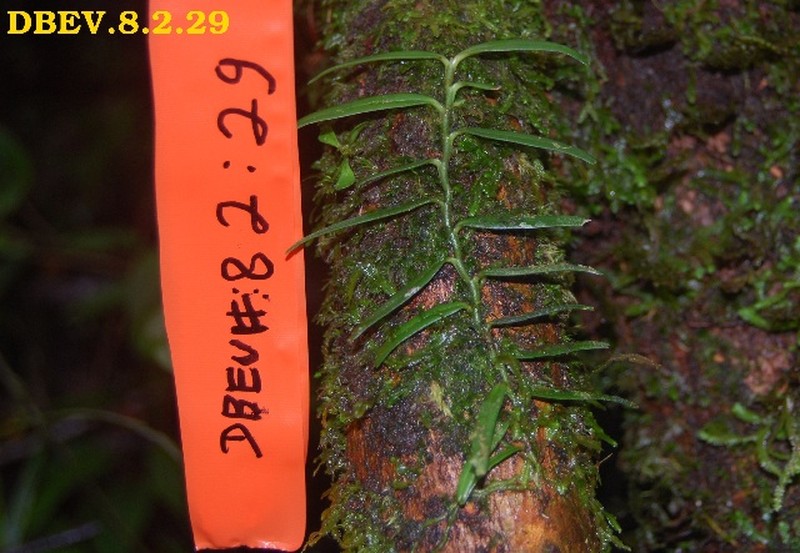 Angraecum zaratananae photo 2