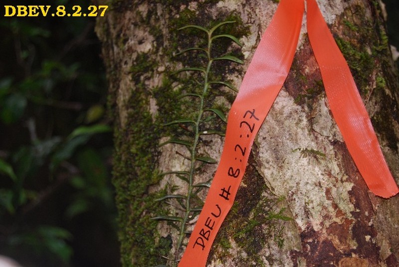 Angraecum zaratananae photo 3